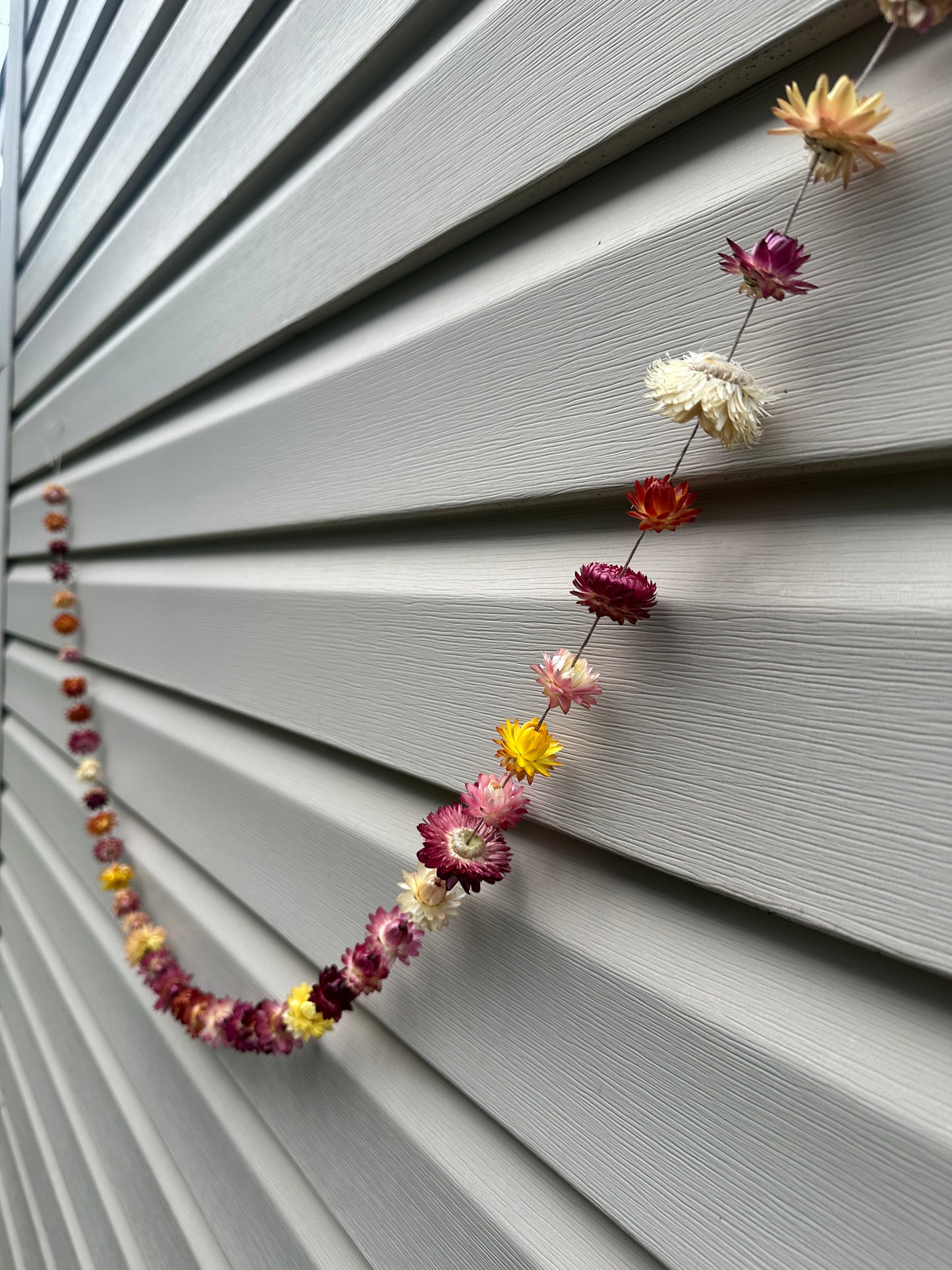 Dried Strawflower Garland- by the foot
